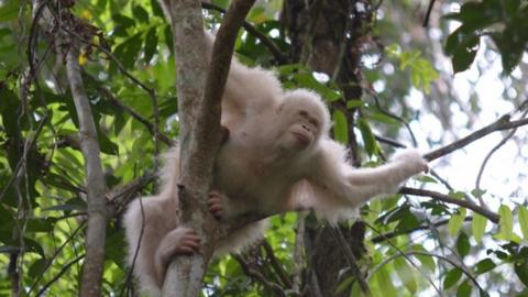 Alba in the trees