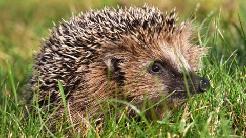 European hedgehog