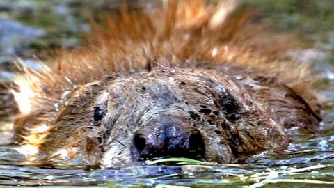 File image of a beaver