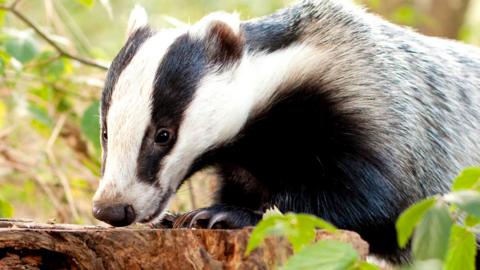 Stock image of a badger