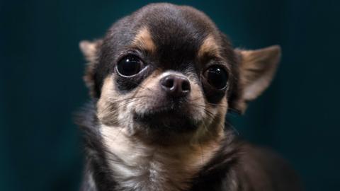 An 18-month-old Chihuahua at Crufts Dog Show in England