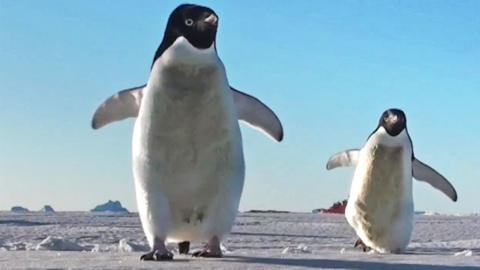 Two penguins against a blue sky