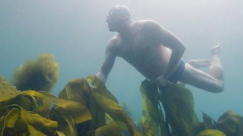 Kelp forest