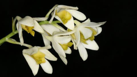 Dendrobium cynthiae