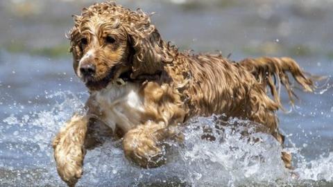 A cocker spaniel jumps into the sea at Murlough Beach near Newcastle in County Down