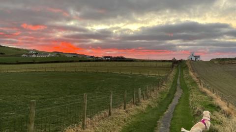 Cloudy sky with a pink sun setting above green fields. Dog in the foreground sitting on a pathway next to a field. 