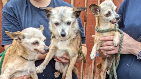 The three rescued Chihuahuas