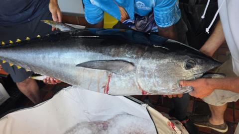 The picture shows a large tuna fish being held horizontally by several people indoors, positioned above an open insulated container filled with crushed ice. The fish has a dark blue-black back, silver sides and distinctive small yellow finlets along its body, with some blood visible near the gills and underside.