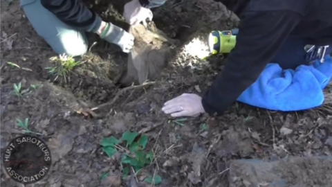 Fox being rescued from bag in the ground