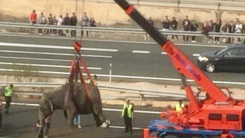 a crane lifts injured elephants from the motorway in Pozo Cañada near Albacete in the Murcia region in the south-east of Spain on 2 April 2018