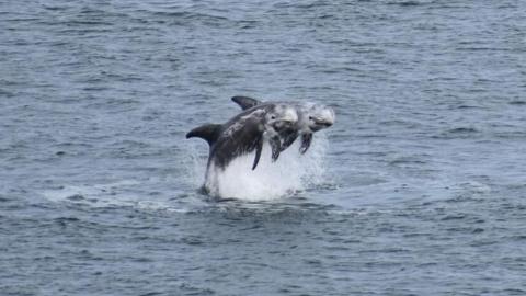 Two dolphins can be seen suspended in mid air as they emerge out of the water. They are grey and you can see their eyes looking to the side. Sea surrounds them.