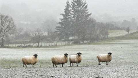 Sheep in field near the Glenshane Pass
