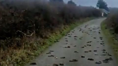 Dead birds on road