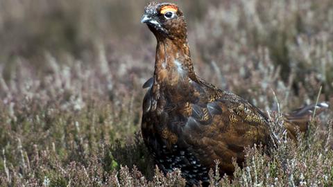 Red grouse