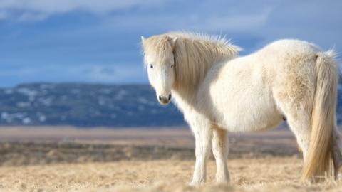 Icelandic horse