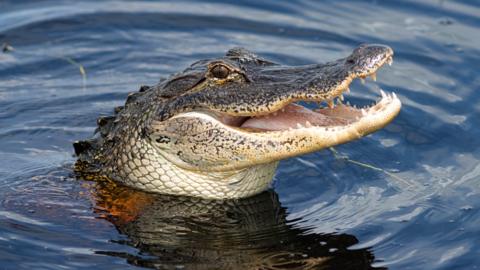 An alligator