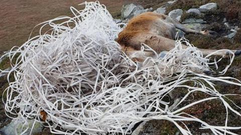 A stag snared in plastic