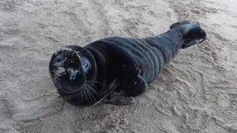 Seal pup