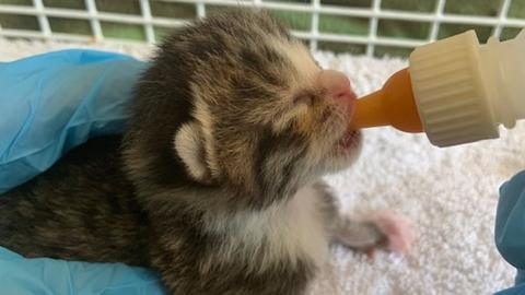 NHS cats. Pic: Cats Protection