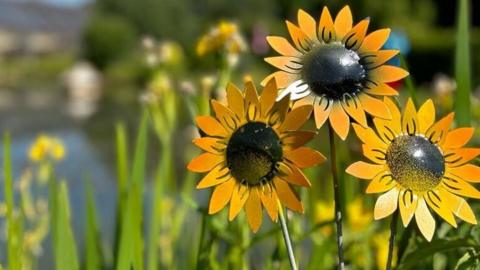 sunflowers