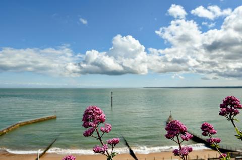 Blue sky interspersed with cloud over a beach with pink flowers in the foreground 