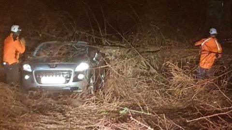 Men clear fallen tree off car