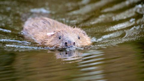 Beaver swimming