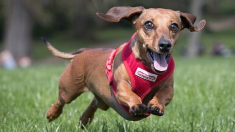 Dachshund, 2 Apr 17