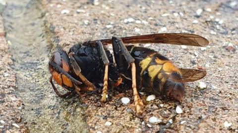 Asian Hornet lying on wall