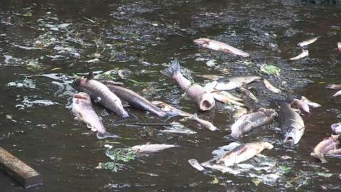 fish dead in river