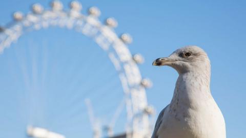 A seagull in London