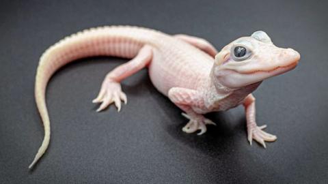 white baby alligator born in Florida