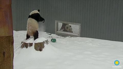 Pandas frolic in the snow.