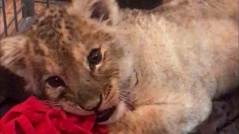 The lion cub lies down in a cage playing with a red rag