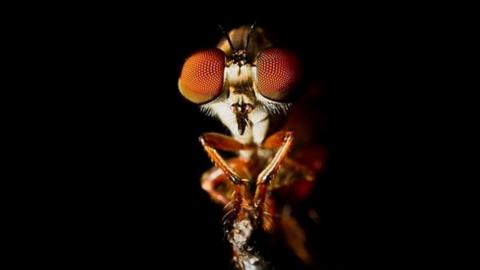 Holcocephala, the robber fly (c) Sam Fabian