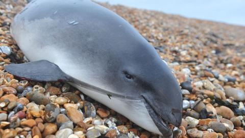 Porpoise washed up on a beach in Kent