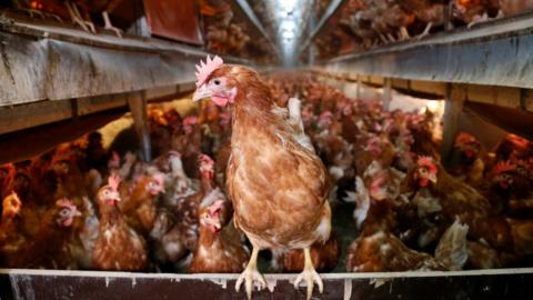 Hens in a poultry barn