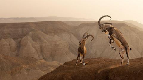 Two antelope jumping on top of a ledge overlooking a rocky valley at sunrise or sunset