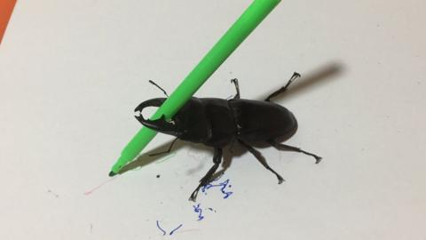 Spike the Beetle