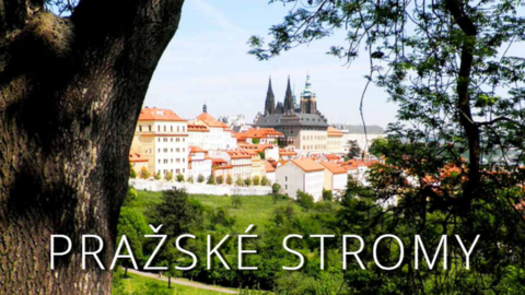 Website of the Prazske Stromy (Prague Trees) site