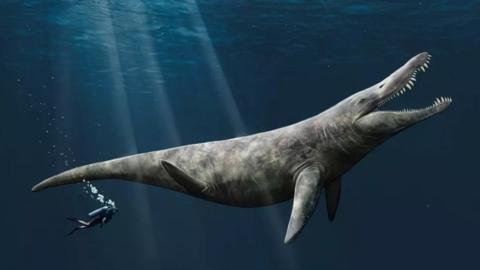 An artist’s impression of the pliosaur by Megan Jacobs, University of Portsmouth