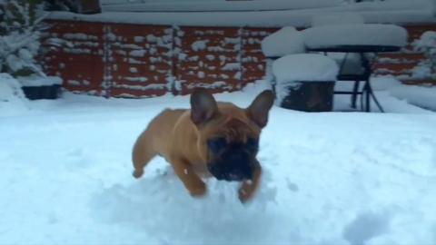 Dog running in snow