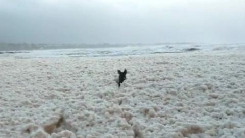 Dog jumping in sea foam caused by Storm Eleanor