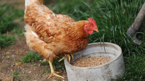 File image of a chicken