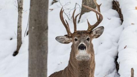 Three antler deer