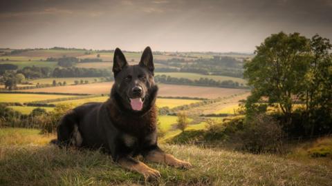 Dog sat in front of rural landscape