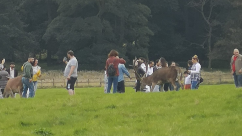 Crowds around deer taking photos