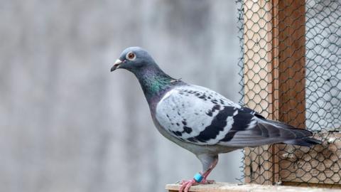 Blue-check homing pigeon, also known as a racing pigeon