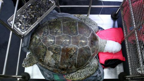 Omsin rests next to a tray of coins were removed from her stomach, at the Faculty of Veterinary Science, Chulalongkorn University in Bangkok, Thailand. 6 March 2017.