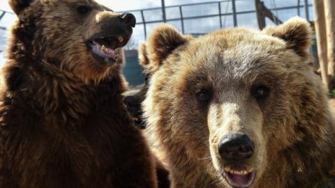 Brown bears are seen in a French animal shelter for mistreated animals